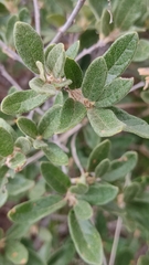 Quercus frutex