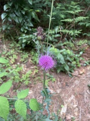 Cirsium japonicum