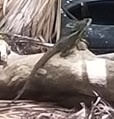 Sceloporus variabilis