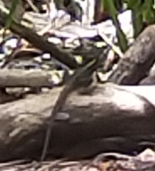 Sceloporus variabilis