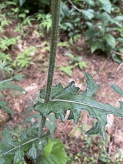 Cirsium japonicum