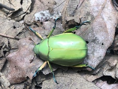 Chrysina modesta