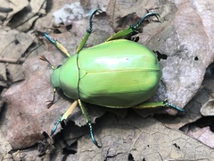 Chrysina modesta