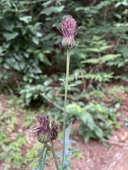 Cirsium japonicum