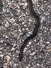 Pseudalsophis occidentalis