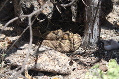 Crotalus culminatus