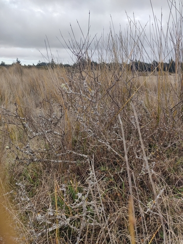 Image of Olearia adenocarpa by no rights reserved