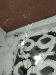 Zosis geniculata
