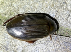 Dytiscus cordieri