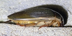 Dytiscus cordieri
