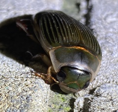 Dytiscus cordieri