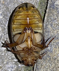 Dytiscus cordieri