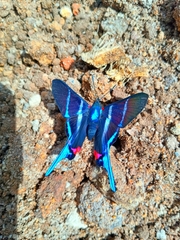 Rhetus arcius