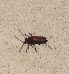 Stenelytrana emarginata