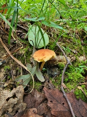 Xerocomus illudens