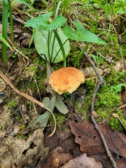 Xerocomus illudens