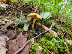 Xerocomus illudens