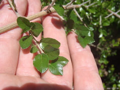 Sageretia wrightii
