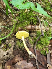 Xerocomus illudens