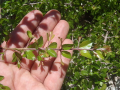 Sageretia wrightii