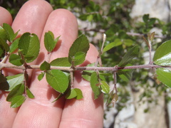 Sageretia wrightii