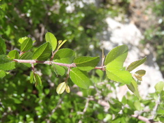 Sageretia wrightii