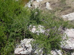 Sageretia wrightii