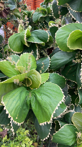 Copperleaf