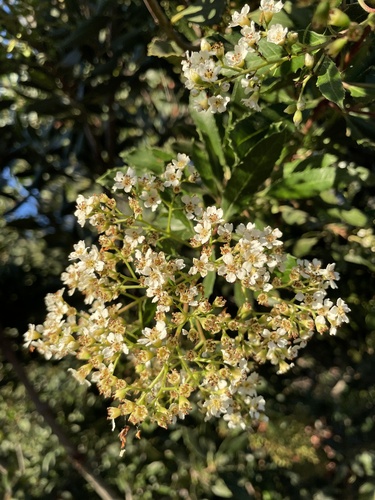iNaturalist observation photo of Toyon