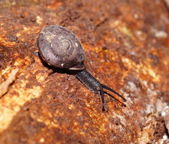 Austrochloritis bellengerensis