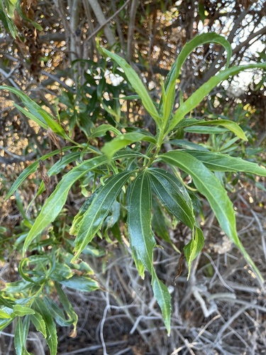 iNaturalist observation photo of mule fat