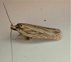 Agonopterix umbellana