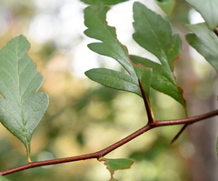 Crataegus opaca