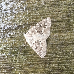 Sabulodes packardata