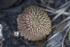 Boletellus ananas image