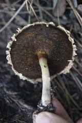 Boletellus ananas image