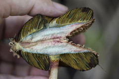 Boletellus ananas image