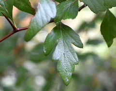 Crataegus opaca