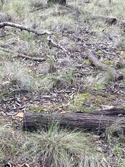 Piptoporus australiensis