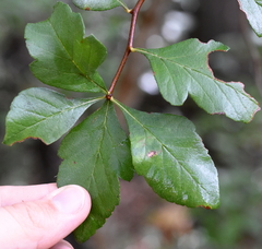 Crataegus opaca