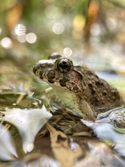 Fejervarya kawamurai