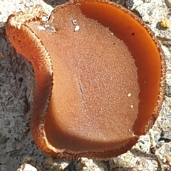Aleurina