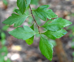 Crataegus opaca