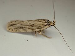 Agonopterix umbellana