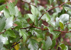 Crataegus opaca