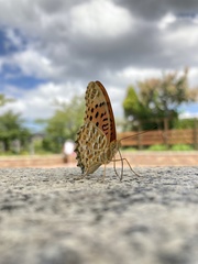 Argynnis hyperbius
