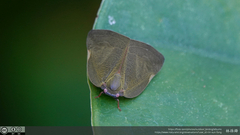 Ricania sublimata