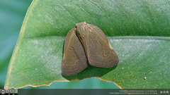 Ricania sublimata