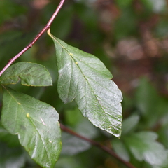 Crataegus opaca