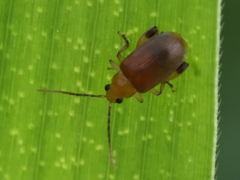 Physimerus scabrosus